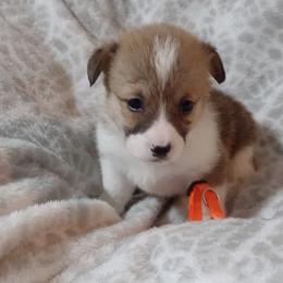American Corgi and Pembroke Welsh Corgi Puppies from J&T Turnbull Corgis