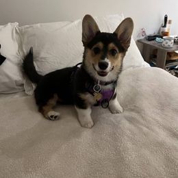 Pembroke Welsh Corgi All Grown Up from H Patisserie Corgis