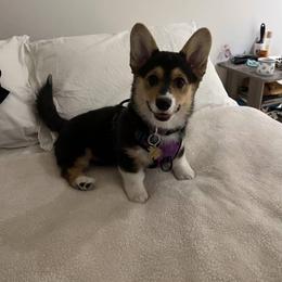 Pembroke Welsh Corgi All Grown Up from H Patisserie Corgis