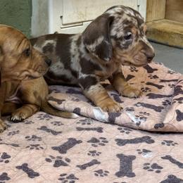 AKC Valentine - Dapple male Dachshund puppy in Knoxville, Tennessee from Thea's Puppies