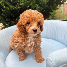 Simba - Brown male Poodle puppy in Plano, Texas from Dogs lovers
