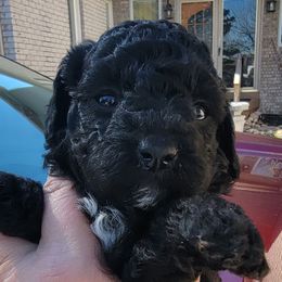 Poodle Puppies from Bobbies poodles