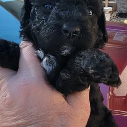 Poodle Puppies from Bobbies poodles