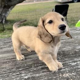 Barron - Cream male Dachshund puppy in Brenham, Texas from 1 Moore Dachshund