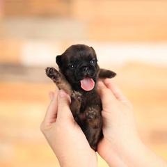 Brussels Griffon and Italian Greyhound Puppies from Adornare Kennels