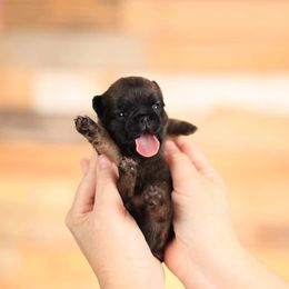 Brussels Griffon and Italian Greyhound Puppies from Adornare Kennels