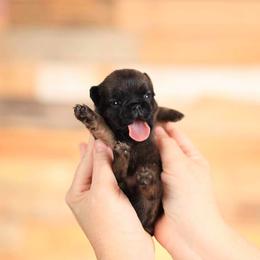 Brussels Griffon and Italian Greyhound Puppies from Adornare Kennels