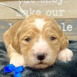 Blue Male - Apricot male Goldendoodle puppy in Great Falls, Montana from Montana Goldendoodles