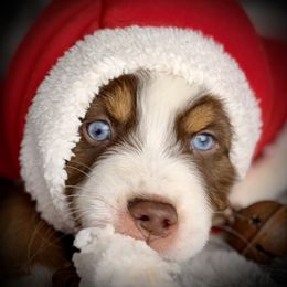 Doug Hole-full tail and blue eyes likely - Red tri-color male Australian Shepherd puppy in Penrose, Colorado from Best Friend Aussies