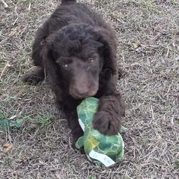 Red - Drew - Brown male Poodle puppy in Copperas Cove, Texas from Poodles of Valor