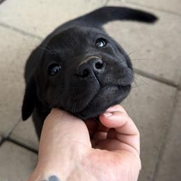 Light Pink - Black female Labrador Retriever puppy in Somerset, California from Cantina Labs and Cavs