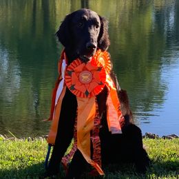 Violet - Flat-Coated Retriever
