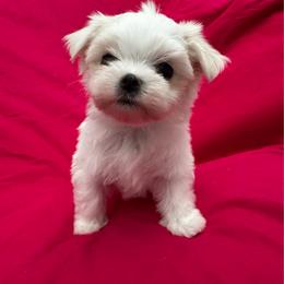 Bella Dolce 3 - White female Maltese puppy in Phoenix, Arizona from Bella Dolce Maltese