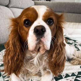 Jaxson - Cavalier King Charles Spaniel