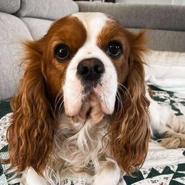 Jaxson - Cavalier King Charles Spaniel
