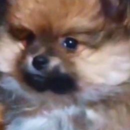 Pomeranian Puppies from Almost White Poms