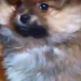 Pomeranian Puppies from Almost White Poms