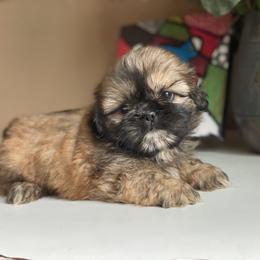 Boy 1 Teddy - Liver male Shih Tzu puppy in Troy, Michigan from "Shihtzu Best Friend"