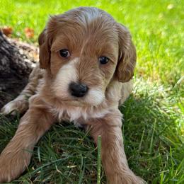 Rey - Pink - Red female Cavapoo puppy in South Jordan, Utah from Simply Sweet Paws. LLC