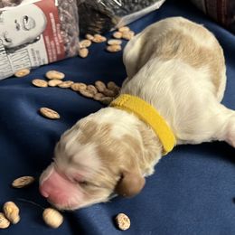 Moro - Orange and white female Brittany puppy in Windsor, Colorado from Habig Family Brittany’s