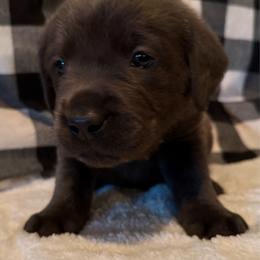 Maverick- Black - Charcoal male Dilute Retriever puppy in Marion, Illinois from Summer Lovin’ Labradors of Southern Illinois