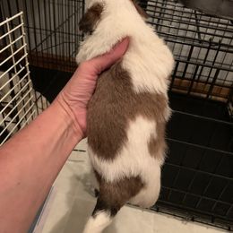 Shih Tzu Puppies from Dorothy Agrippino's Shih Tzus