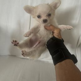 Little Timmy - Cream and white male Chihuahua puppy in Polo, Missouri from Blue Tails Farm