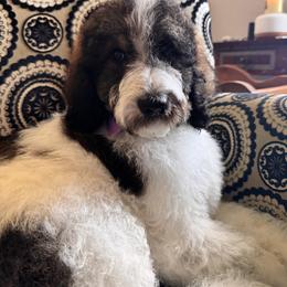 Bernedoodle, Cockapoo, and Goldendoodle Puppies from Avery Doodle Day LLC