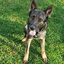 OTTO - German Shepherd