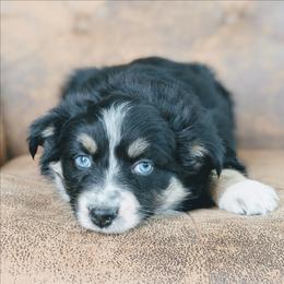 Clover - Black tri-color female Australian Shepherd puppy in Yakima, Washington from Naches Heights Ranch