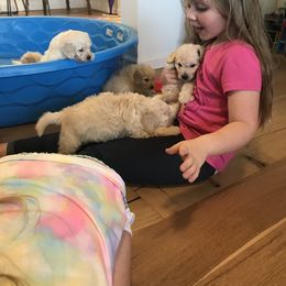 Goldendoodle Puppies from Blue Valley Goldendoodles
