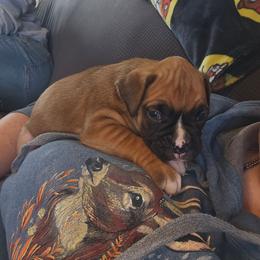Brown collar - Fawn male Boxer puppy in Mount Zion, Illinois from Foulk's Boxer Puppies
