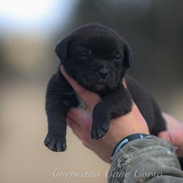 Girl 6 - Black female Cane Corso puppy in Cable, Ohio from Americana Cane Corso