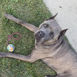 Cane Corso from Black Warrior Cane Corsos