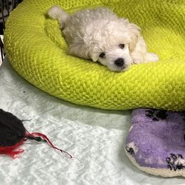 Poodle Puppies from Heritage Toy Poodles