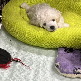 Poodle Puppies from Heritage Toy Poodles