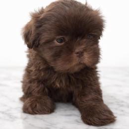 Dunkin - Liver male Shih Tzu puppy in Fairland, Indiana from Divine Shih Tzu of Fairland