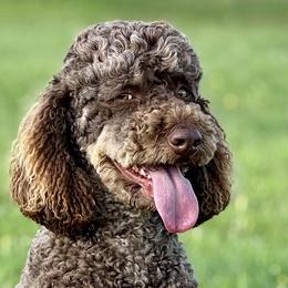Aussiedoodle, Miniature Australian Shepherd, and Poodle Puppies from Classic K9’s  Aussies & Doodles