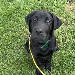 Boy 1 - Black Labrador Retriever puppy in Menomonee Falls, Wisconsin from Steppinstone Dog Training and Labradors/BC’s