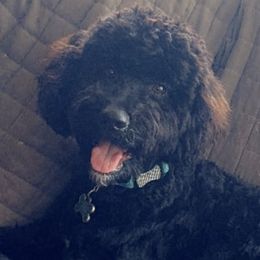 Bernedoodles from Netta's Bernedoodles