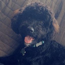 Bernedoodles from Netta's Bernedoodles