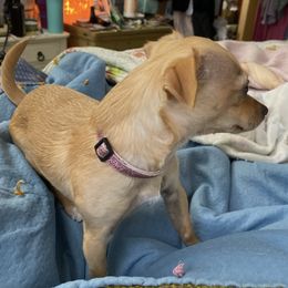 Chihuahuas from Lazy Daisy Farm
