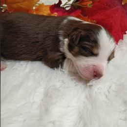 My Name Is Jeff aka Jeff - male Australian Shepherd puppy in Sparta, Tennessee from SugarWood Australian Shepherds