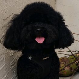 Levi - Poodle