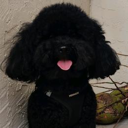 Levi - Poodle