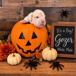 Gozer - White male Boxer puppy in Grove City, Ohio from Krieger Family Boxers