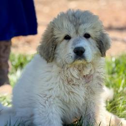 Haze - White and badger male Great Pyrenees puppy in Cedar City, Utah from Forestwood Farms Great Pyrenees
