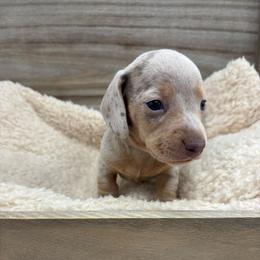 Rigatoni - Isabella Dapple - Dapple male Dachshund puppy in Scottdale, Pennsylvania from Our Sweet Dachshund Farm