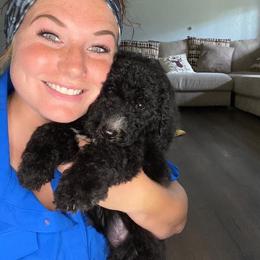 American Bully, Bernedoodle, Poodle, Sheepadoodle, and Whoodle Puppies from Wonderland’s Boujie Kennels