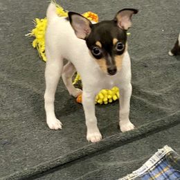 Toy Fox Terrier Puppies from FritzFox Toy Fox Terriers